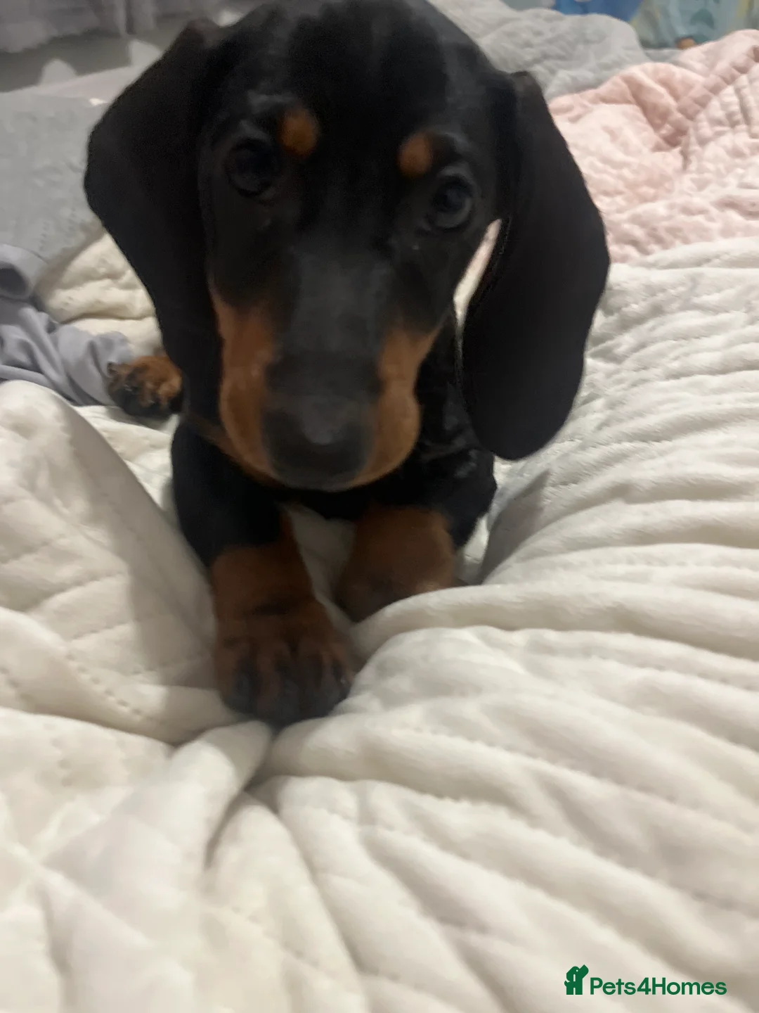 Miniature Dachshund dogs for sale: Miniature dachshund  - Advert 3