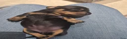 Miniature Dachshund dogs for sale: Miniature short haired Daschunds - Advert 2