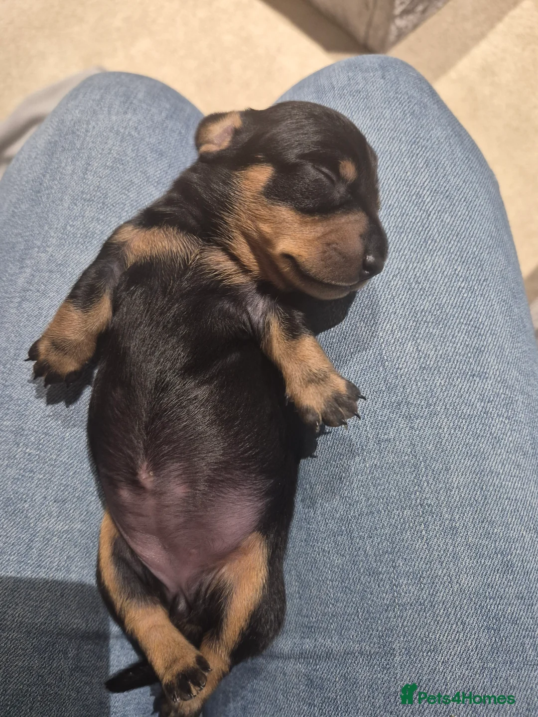 Miniature Dachshund dogs for sale: Miniature short haired Daschunds - Advert 2