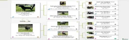 Rottweiler dogs for sale: KC-registered Rottweiler puppies - Advert 8