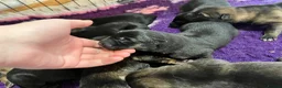 German Shepherd dogs for sale: Born 22nd! Waiting list for German Shepherd pups - Advert 7