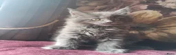 Maine Coon cats for sale: TICA reg HEALTH CHECKED Maine Coons - Advert 26