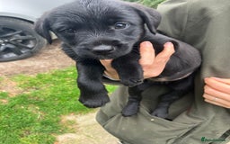 Mixed Breed dogs for sale: Border Terrier X Puppies  - Image 4