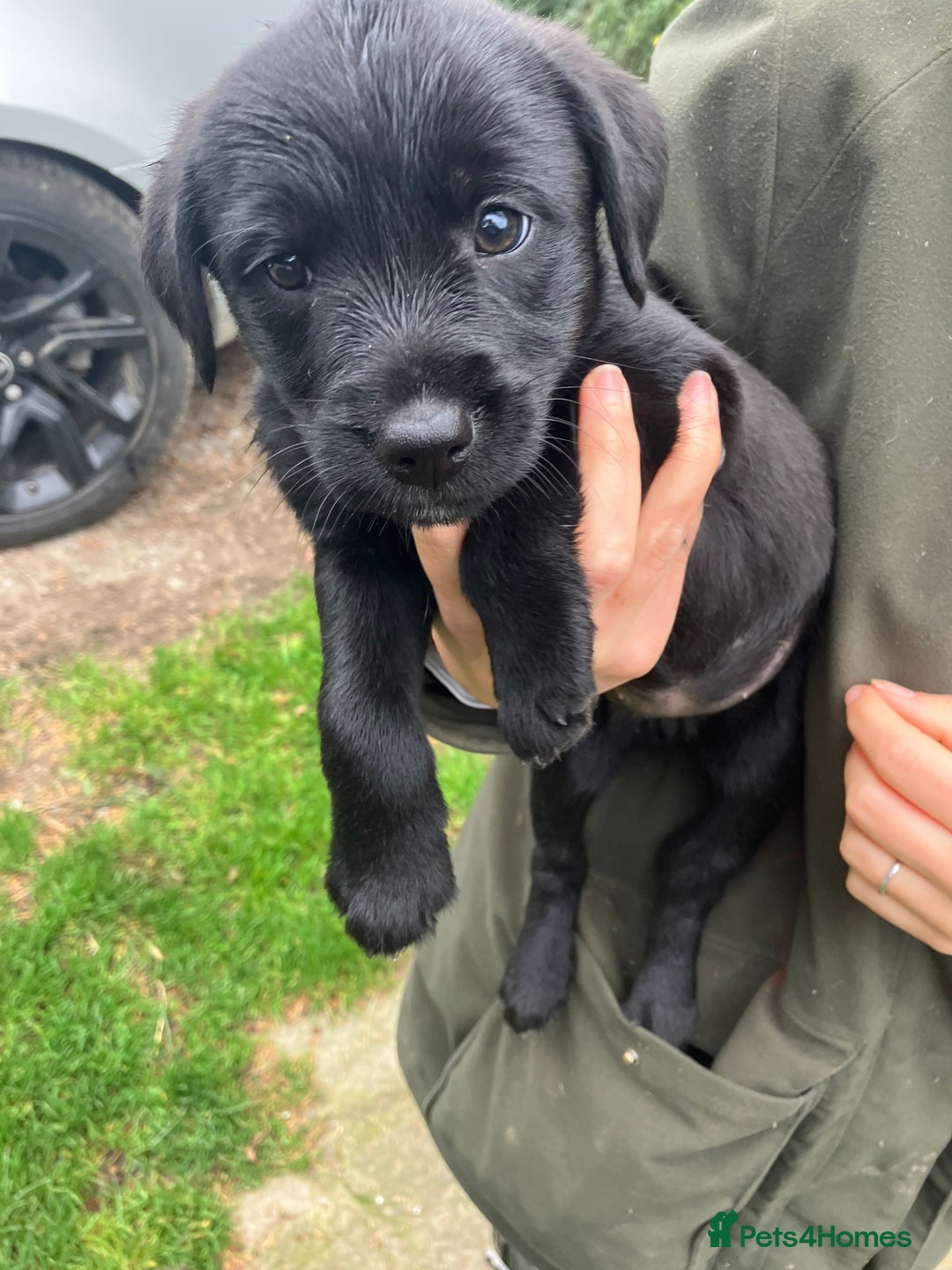 Mixed Breed dogs for sale: Border Terrier X Puppies  - Image 4