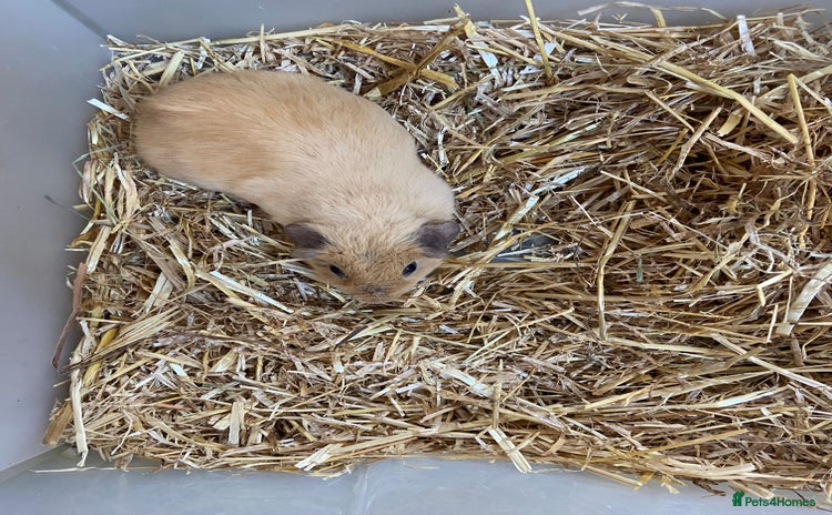 Guinea Pig rodents - Advert 9