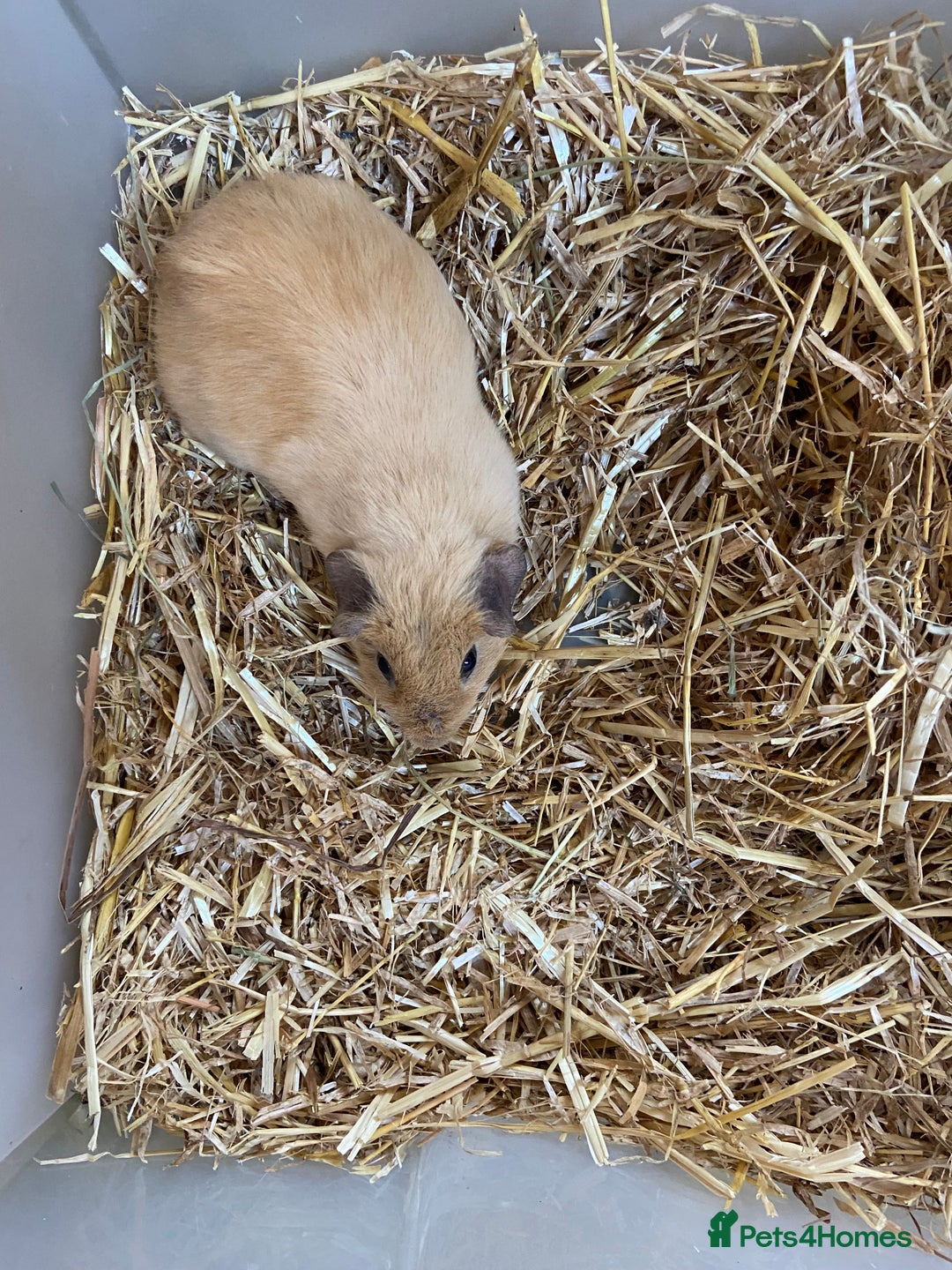Guinea Pig rodents for sale: Baby Female Guinea Pig - Image 1