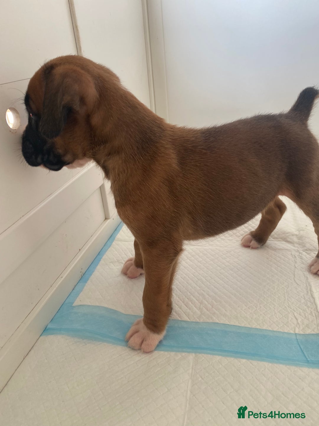 Boxer dogs for sale: Stunning Bob and long tail litter - Image 2