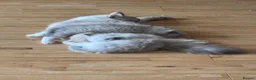 Ragdoll cats for sale: GCCF registered Ragdoll kittens for sale  - Advert 8