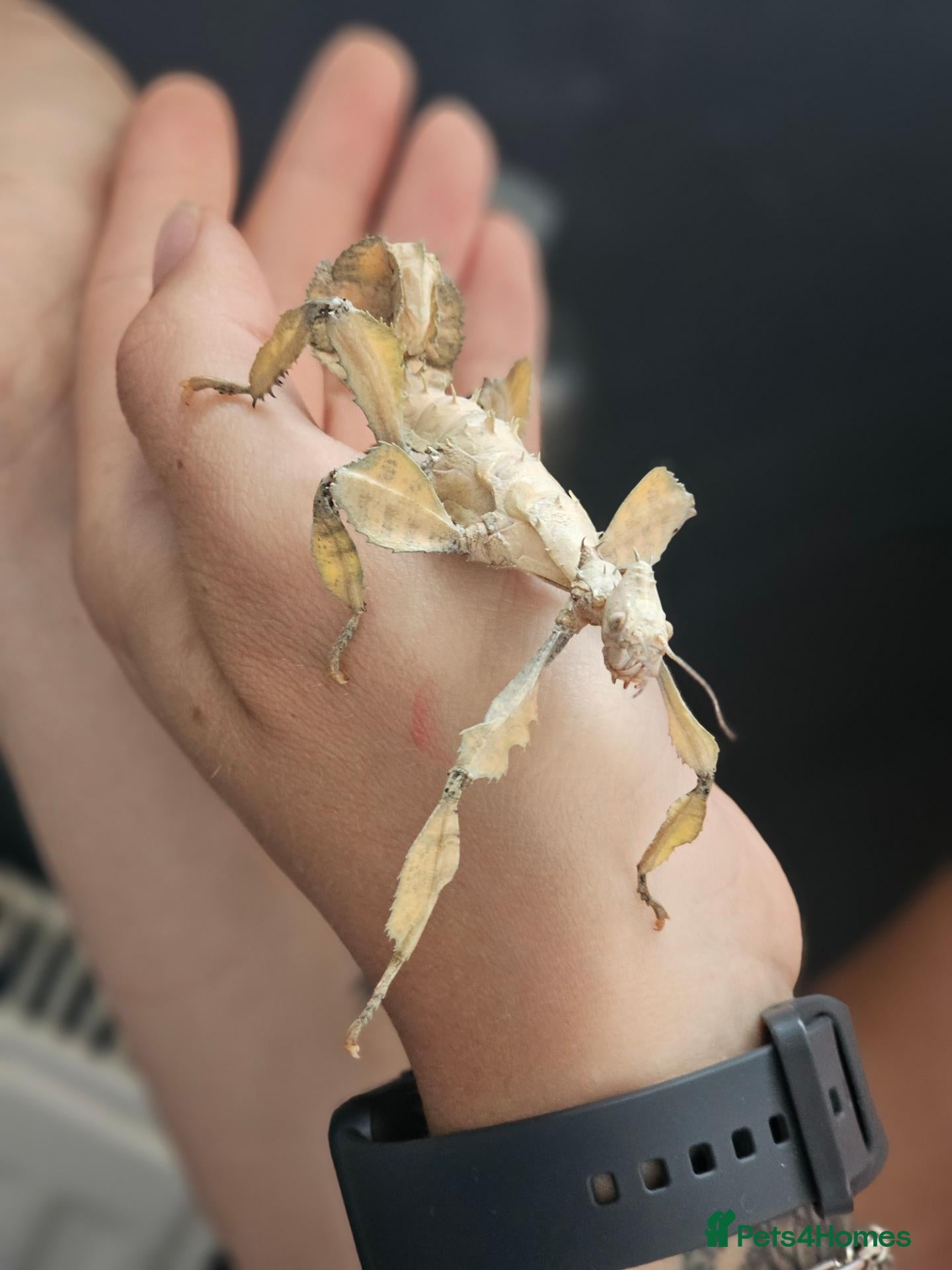 Stick Insects invertebrates Macleay's spectre (Extatosoma tiaratum) eggs - Advert 1