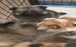 Pomeranian dogs for sale: Pomeranian puppies - Image 7