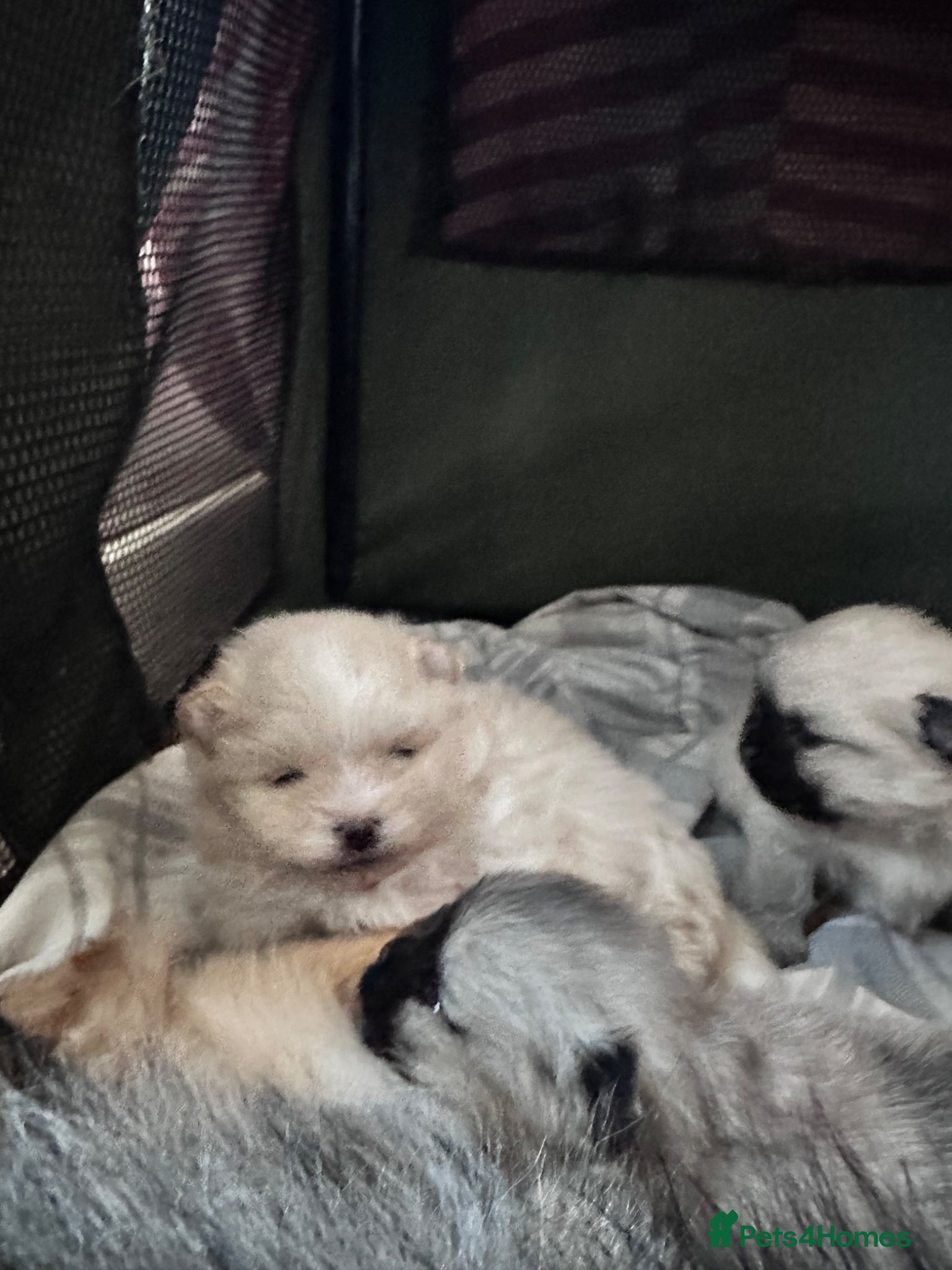 Pomeranian dogs Rainbow litter Pomeranian KC Reg - Advert 4