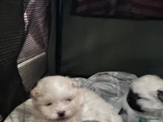 Pomeranian dogs Rainbow litter Pomeranian KC Reg - Advert 4