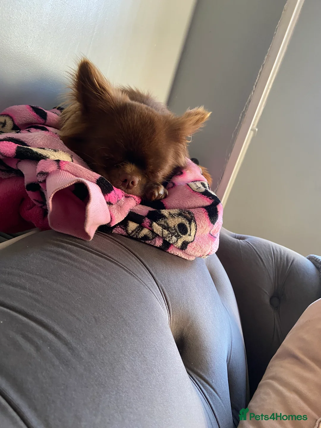Chihuahua dogs for stud: KC Reg Chihuahua Stud in Stourbridge - Advert 8