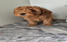 Toy Poodle dogs for sale: Beautiful Red Toy Poodle Puppies - Image 27