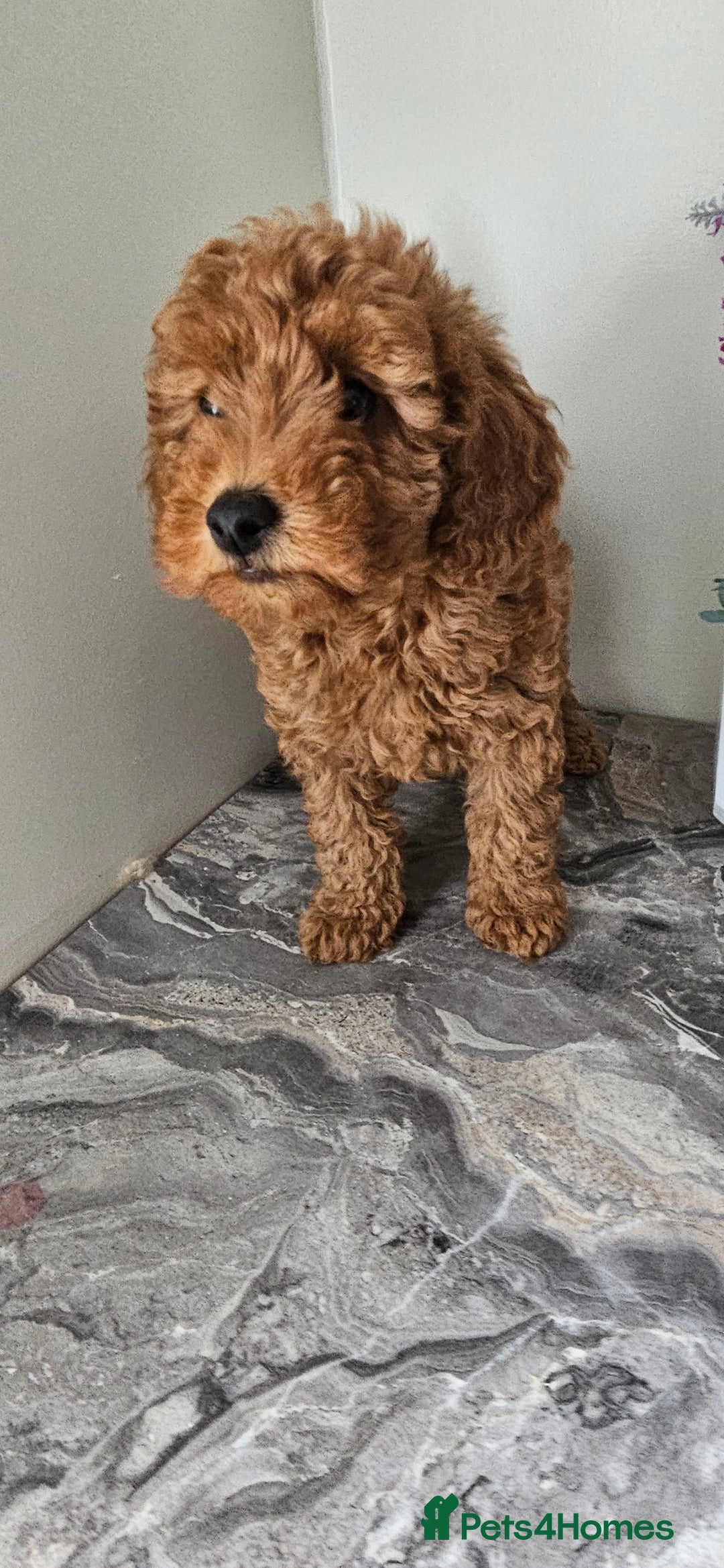 Toy Poodle dogs for sale: Beautiful Red Toy Poodle Puppies - Image 27
