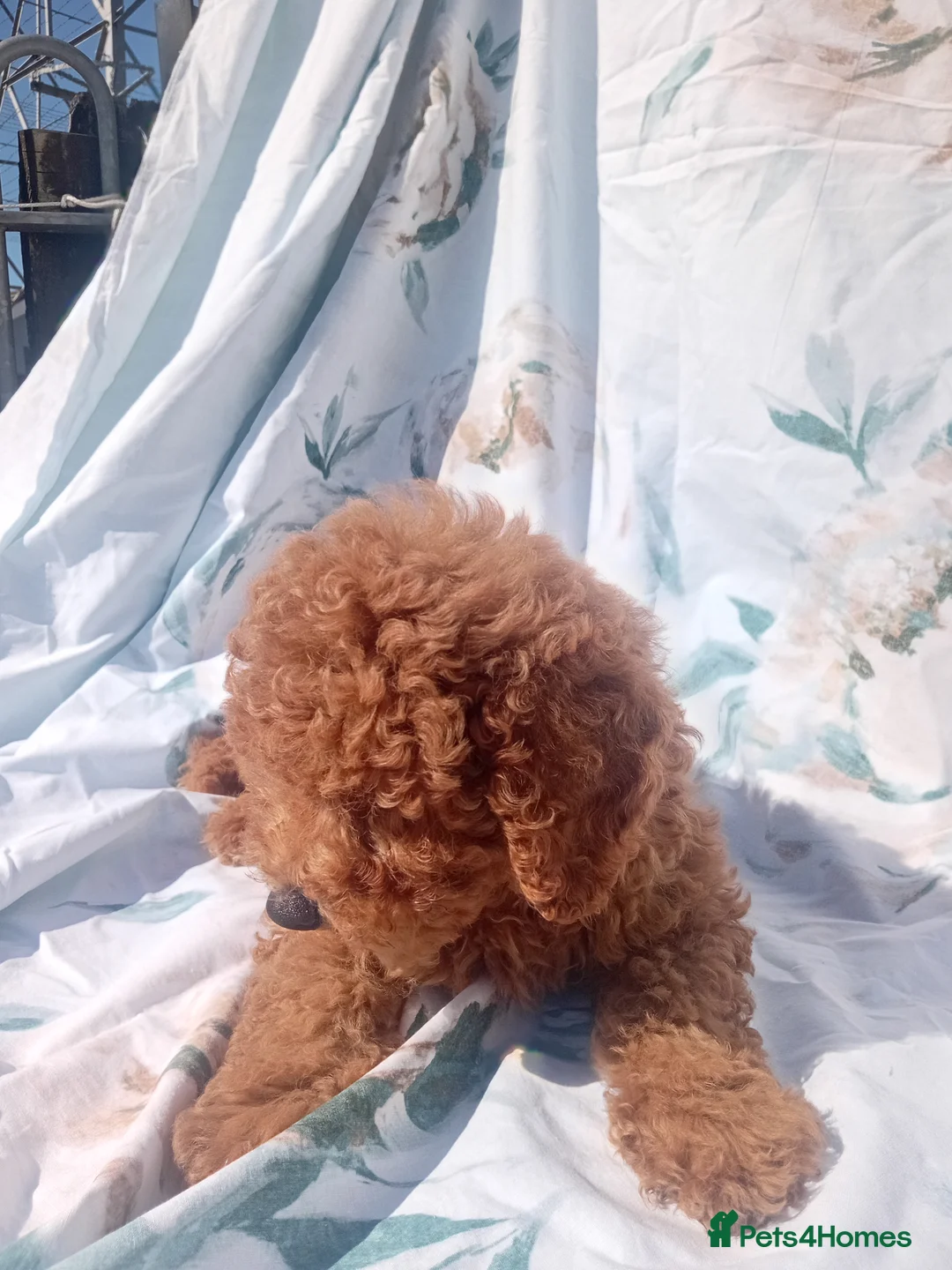 Miniature Poodle dogs for sale: Miniature poodle fox red last boy - Advert 2