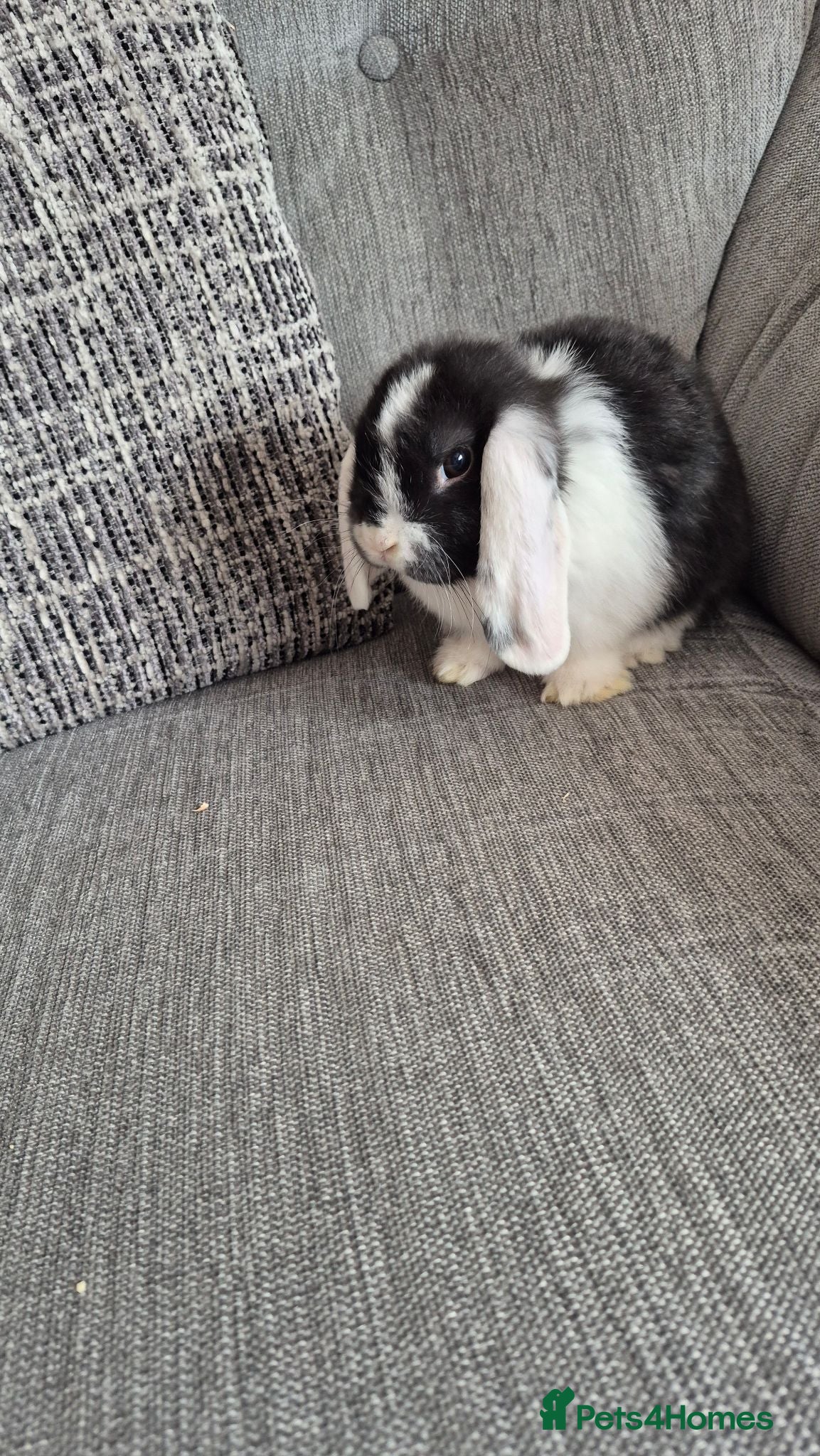 Mini Lop rabbits Mini lops - Advert 13