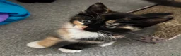 Mixed Breed cats for sale: Mixed RagdollxDomestic Long Hair Kittens in Hatfield - Advert 9
