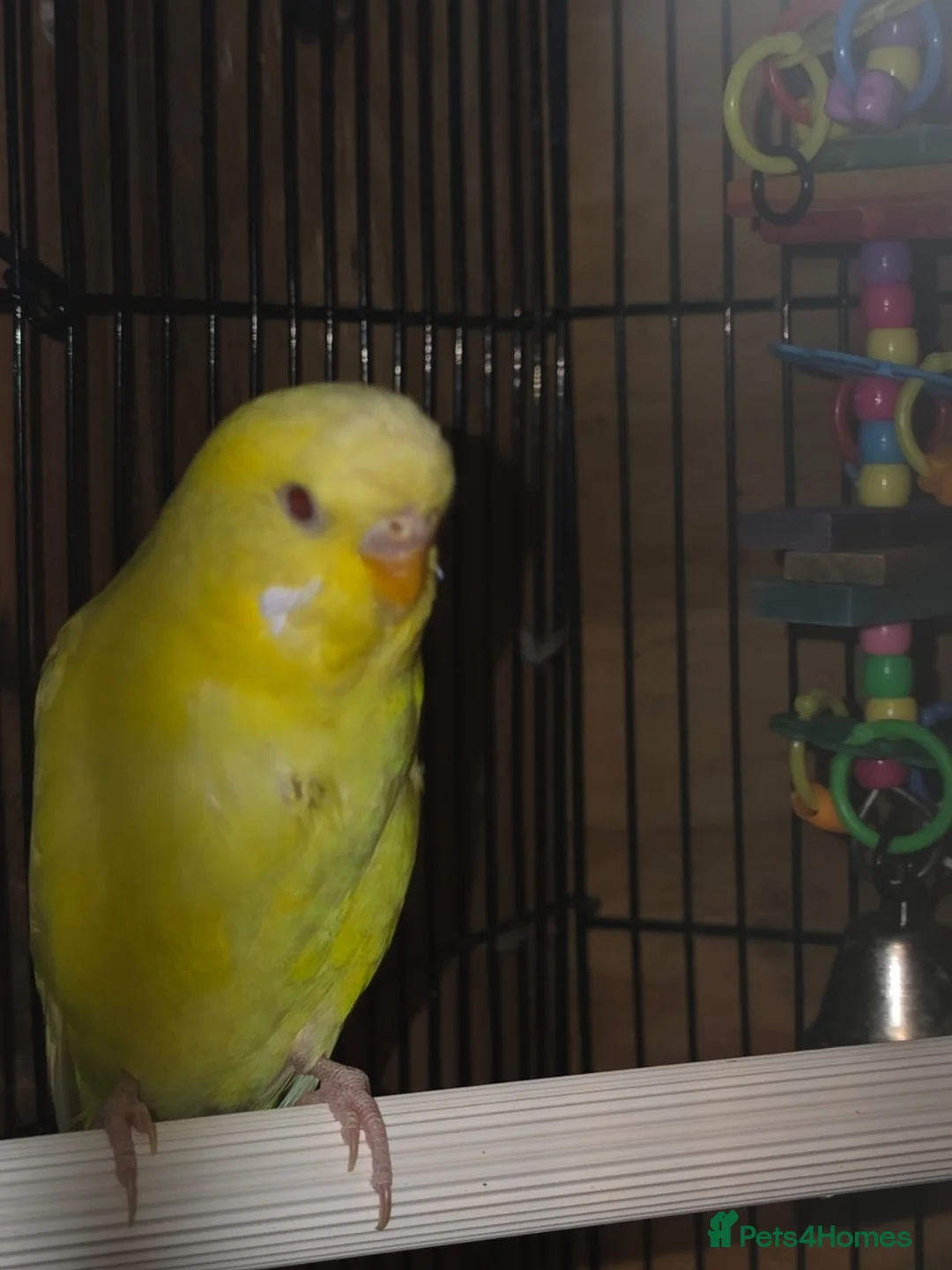 Budgerigars birds for sale: Lutino, Miniature and Exhibition Budgies - Advert 2