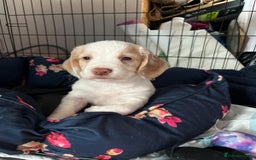 Cocker Spaniel dogs for sale: Litter of 6 - Image 10