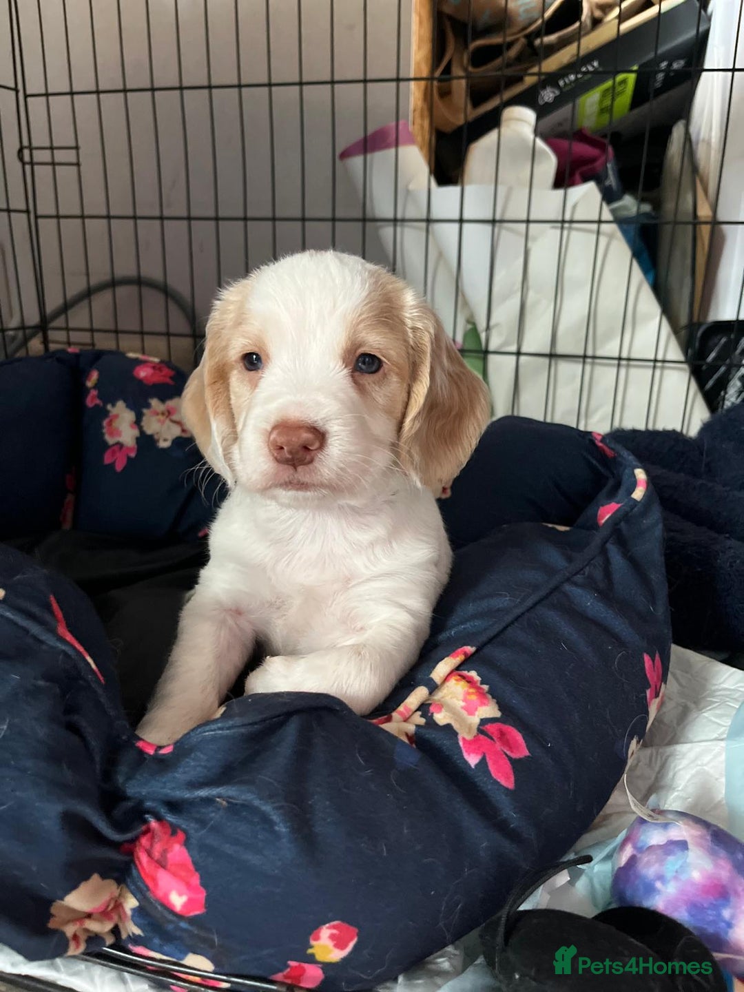 Cocker Spaniel dogs for sale: Litter of 6 - Image 10