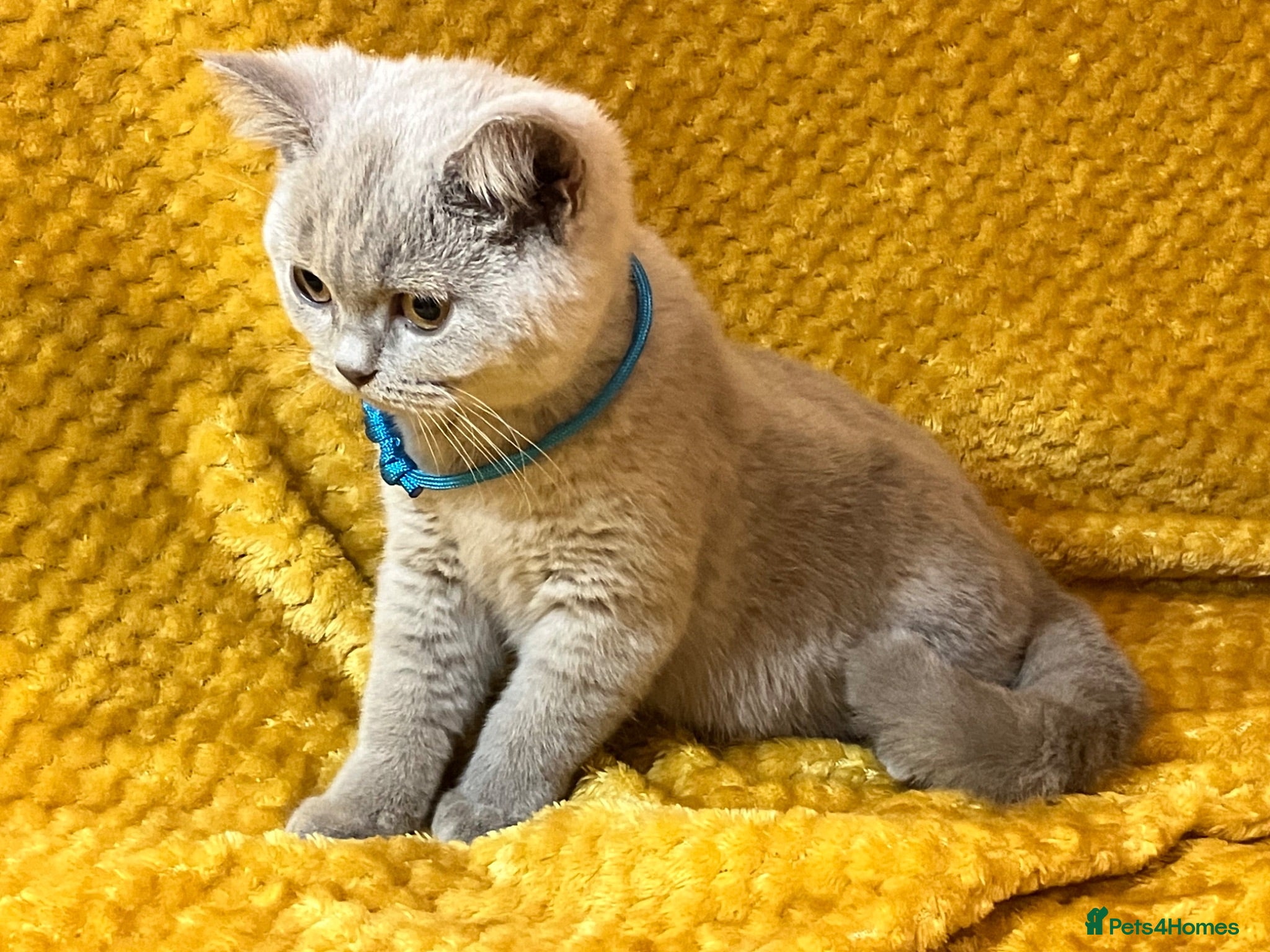 British Shorthair cats GCCF🏆ChampionBloodline 5GENpedigree BSHblue/lilac - Advert 15