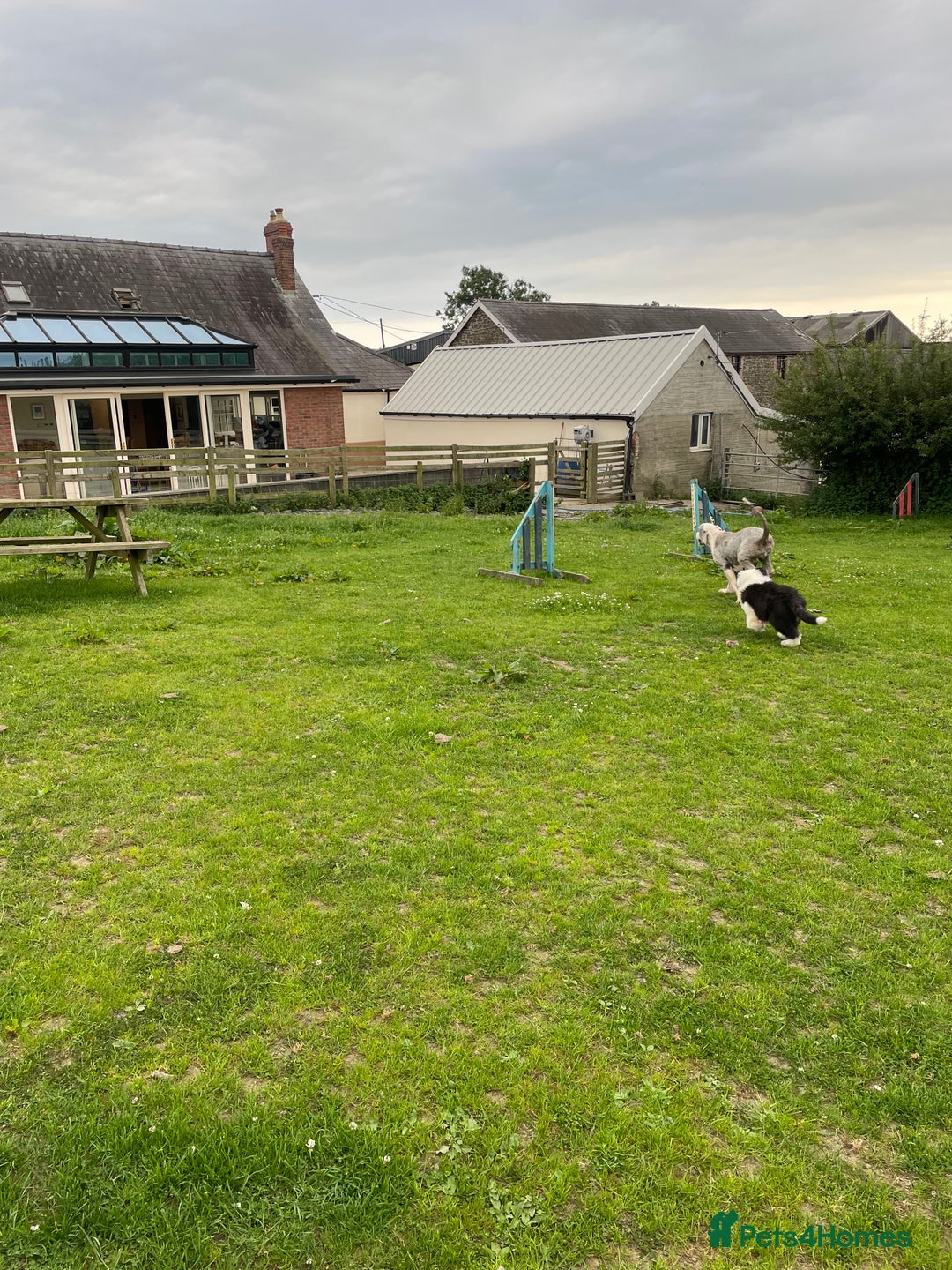 Old English Sheepdog dogs for sale: Old English sheep dog  - Image 11
