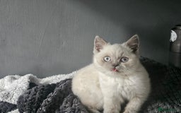 British Shorthair cats for sale: British Shorthair Kittens in Bradford - Image 16