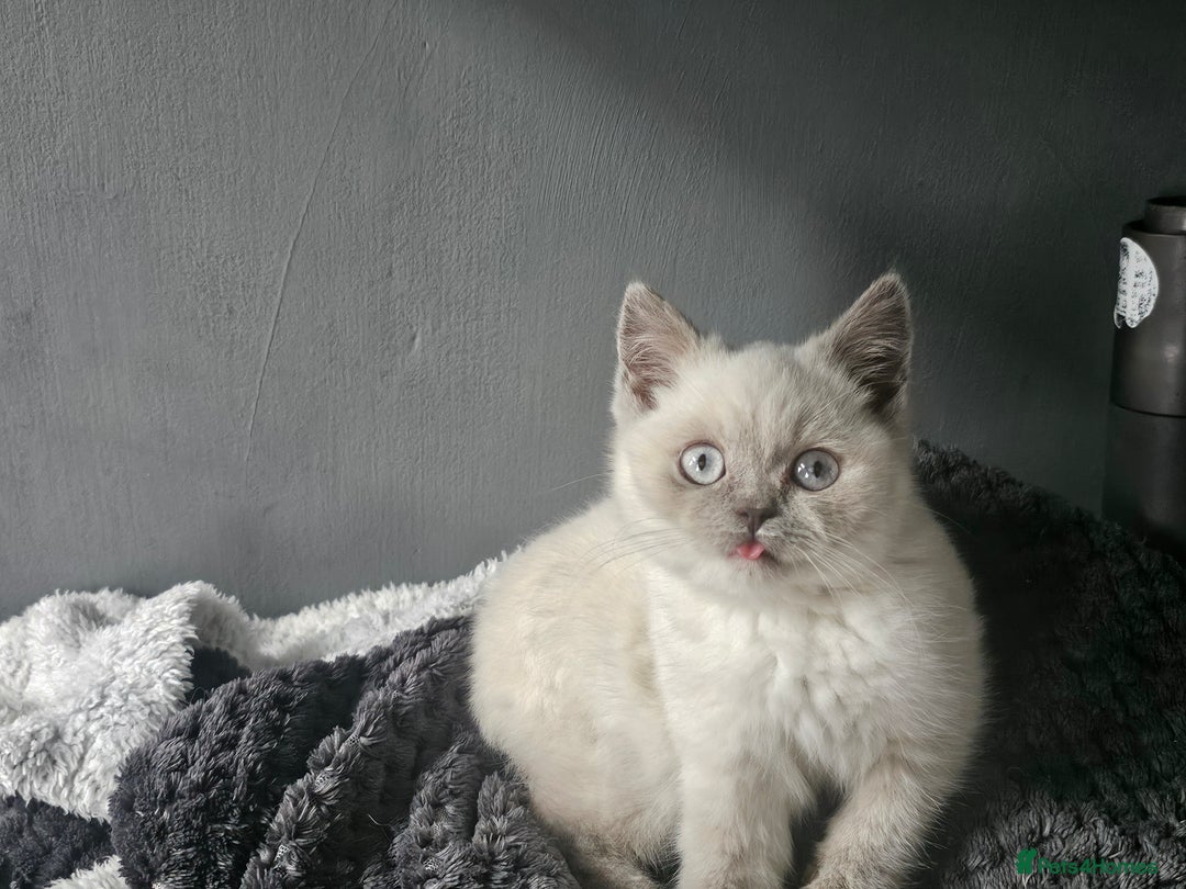 British Shorthair cats for sale: British Shorthair Kittens in Bradford - Image 16