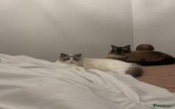 Ragdoll cats for sale: Ragdoll - Image 1