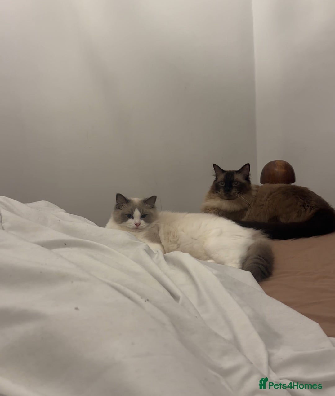 Ragdoll cats for sale: Ragdoll - Image 1