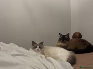 Ragdoll cats for sale - Advert 1