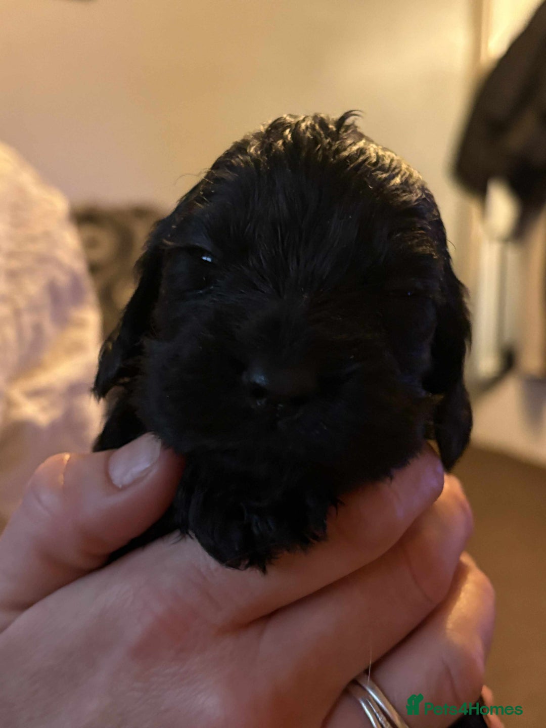 Cockapoo dogs for sale: Stunning litter of cockapoos  - Advert 19