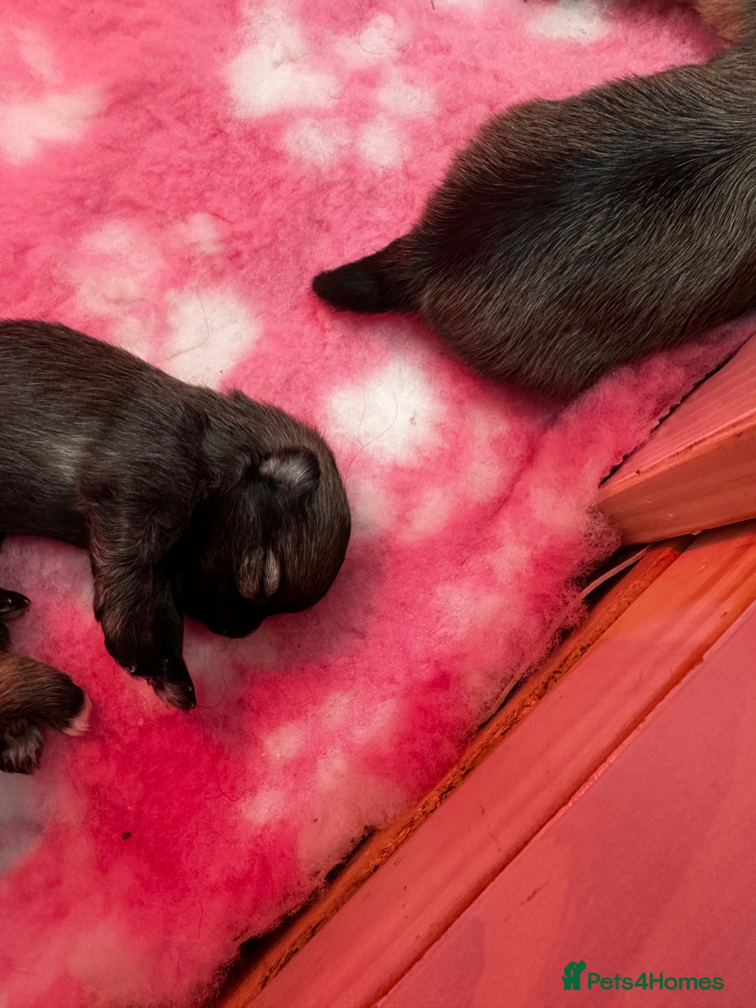 Pomeranian dogs for sale: GORGEOUS POMERANIAN PUPPIES 🐶🐶🐶🐶🐶 - Advert 28