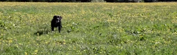Labrador Retriever dogs for stud: Michelle Howard  in Stockton-on-Tees - Advert 4