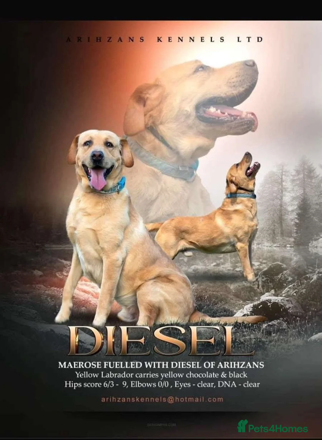 Labrador Retriever dogs for sale: Pregnancy confirmation- kc registered labradors  - Advert 4