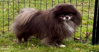 Pomeranian dogs Tommy: The Little Dog Who Escaped Hell - Advert 14