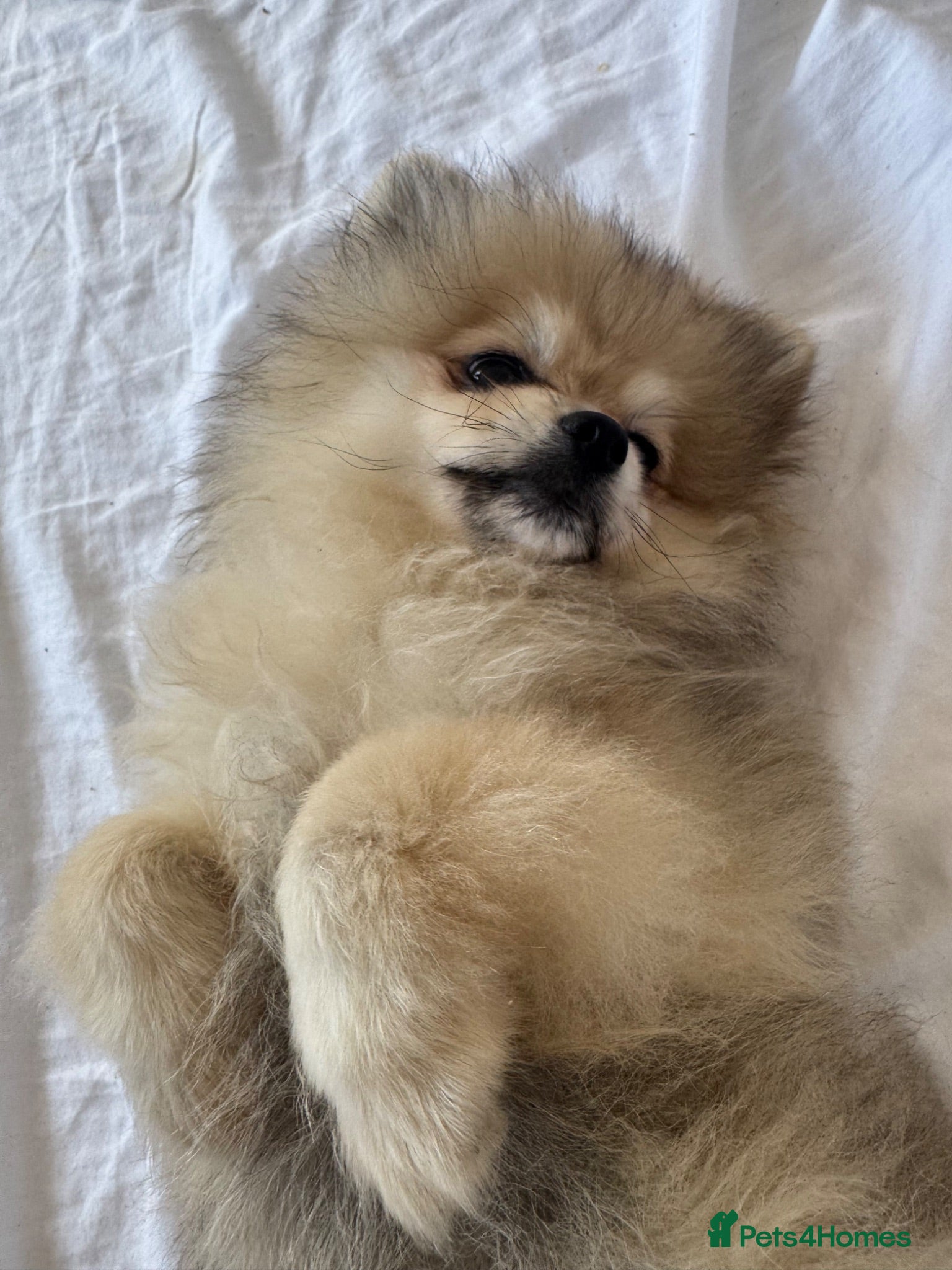 Pomeranian dogs LAST ONE!!! 🎀fluffy female Pomeranians - Advert 2