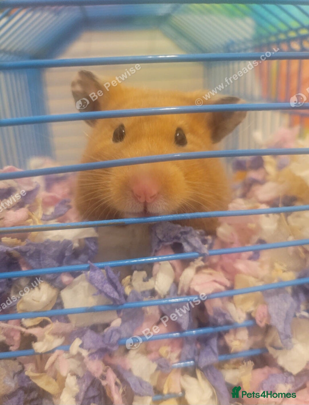 Hamster rodents Female Hamster Free to good home in Liverpool - Advert 1