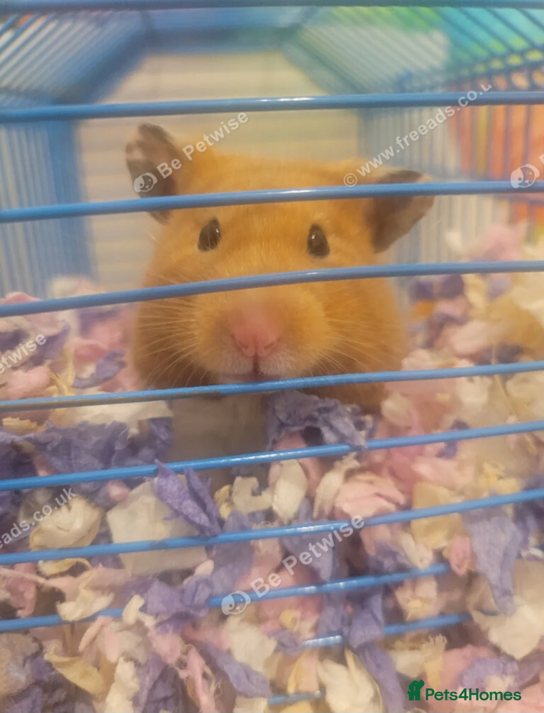 Hamster rodents for sale: Female Hamster Free to good home in Liverpool - Advert 1