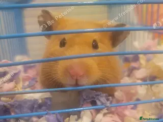 Hamster rodents Female Hamster Free to good home in Liverpool - Advert 1