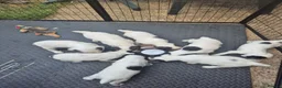 English Springer Spaniel dogs for sale: KC English Springer Spaniel puppies for sale - Advert 4