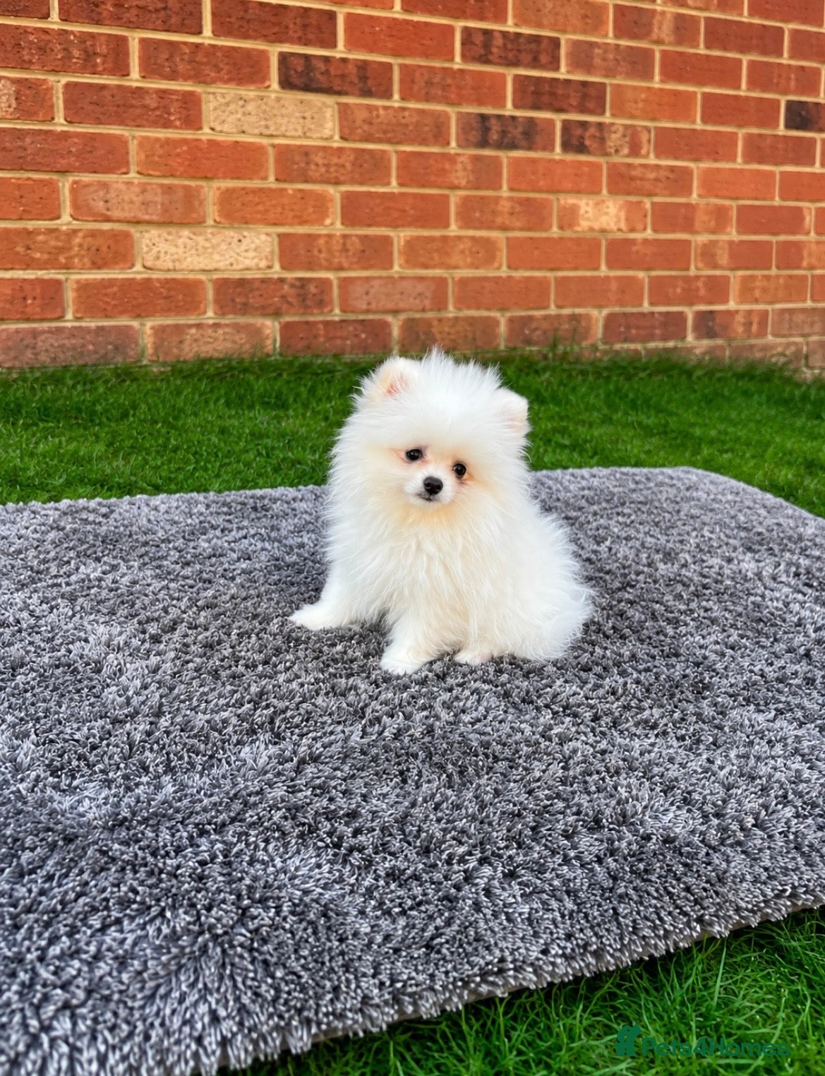 Pomeranian dogs 🐻Tiny Boys🔥Outstanding Quality  - Advert 2