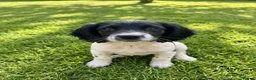 English Springer Spaniel dogs for sale: Springer spaniel dog pup ready to go  - Advert 3