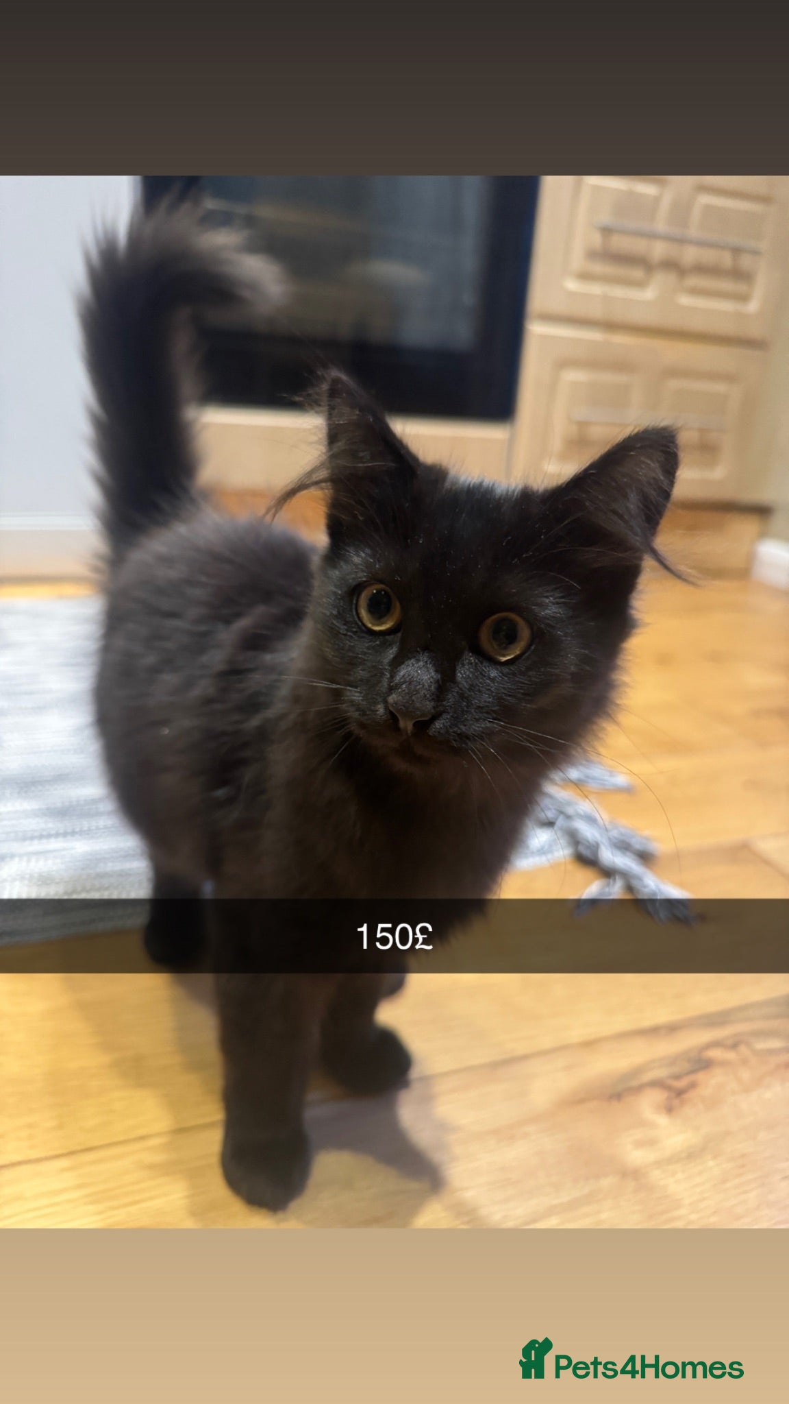 Mixed Breed cats Beautiful kittens 😻 - Advert 20