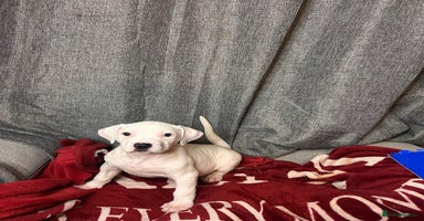 American Bulldog dogs - Advert 9