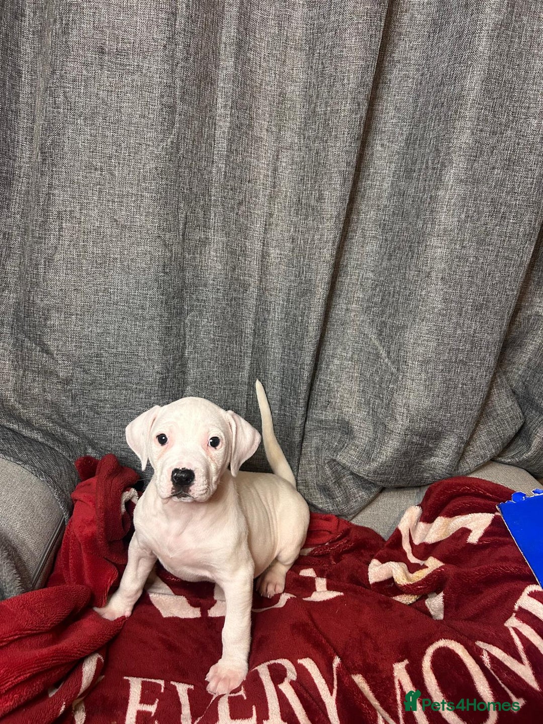 American Bulldog dogs for sale: American Bulldog - Image 19