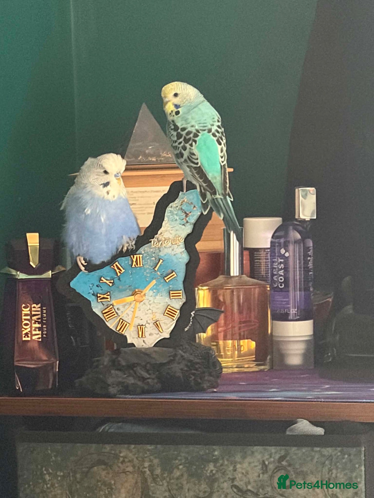 Budgerigars birds Two budgies  - Advert 2
