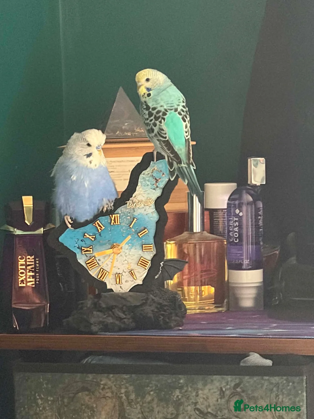 Budgerigars birds for sale: Two budgies  - Advert 1