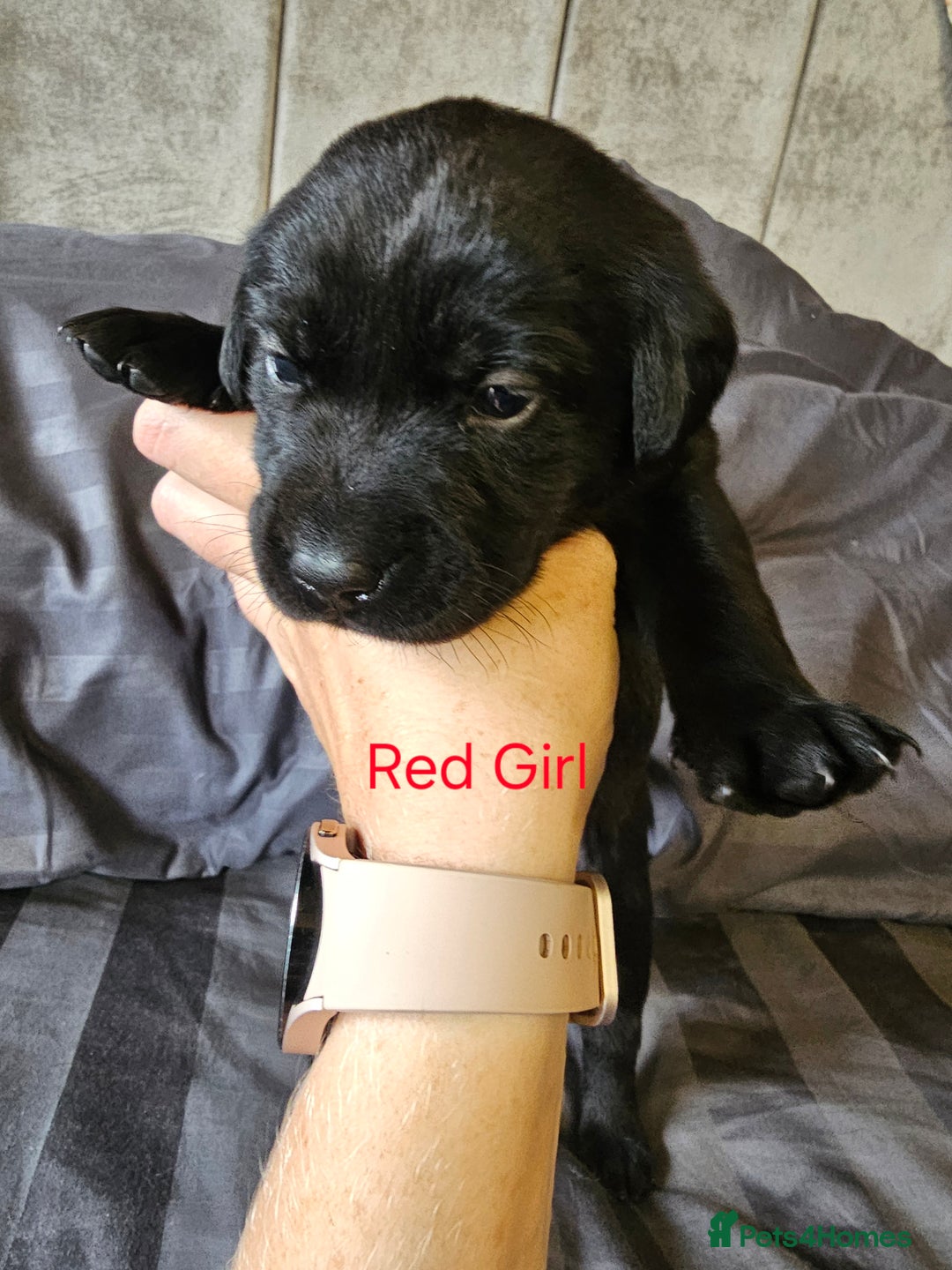 Labrador Retriever dogs for sale: KC Reg Labrador Puppies  - Image 7